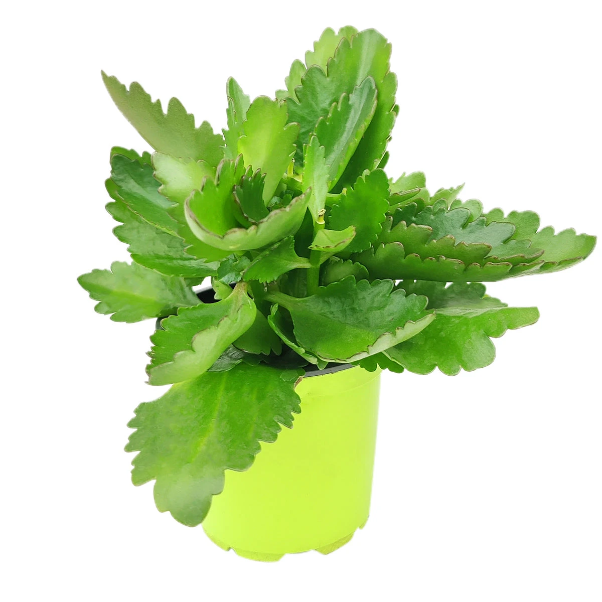 Kalanchoe Blossfeldiana 'Calandiva Yellow' - Image 7