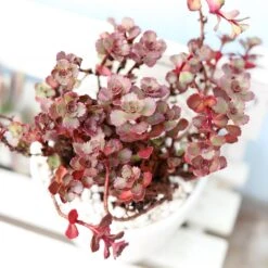 Dragon's Blood Sedum