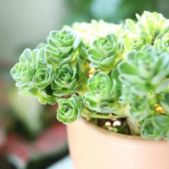 Aeonium Aureum Green Mountain Rose