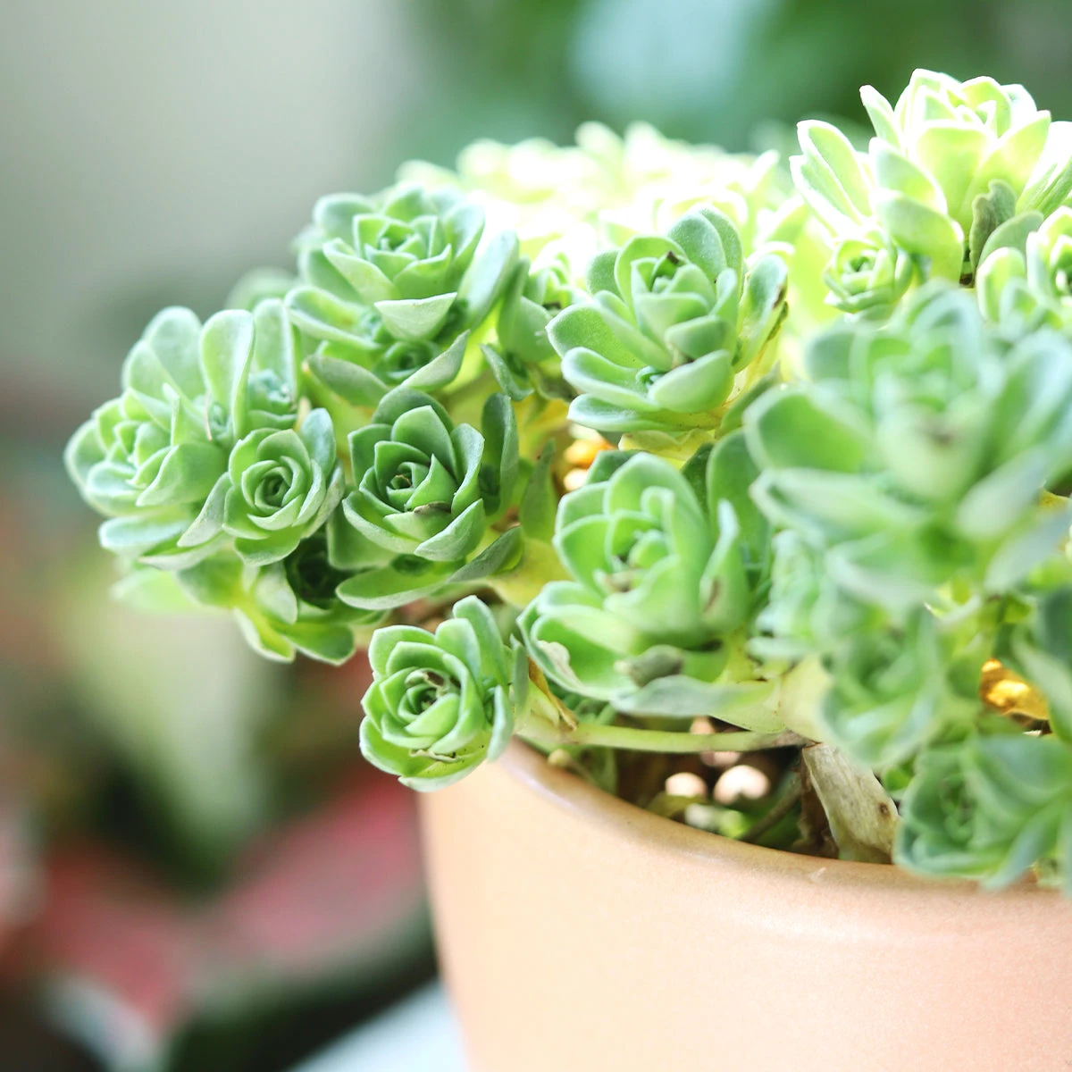 Aeonium Aureum Green Mountain Rose