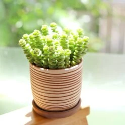 Clay White Stripes Pattern Pot