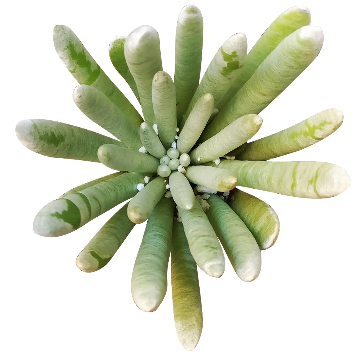 Woolly Senecio Scaposus - Image 2