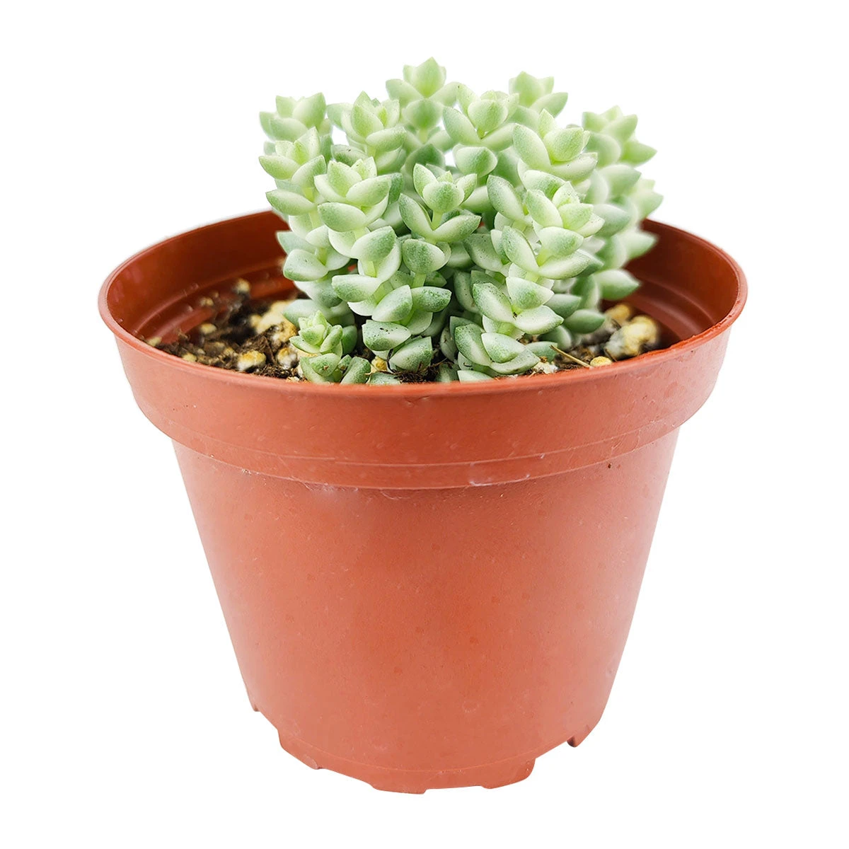 Crassula Pastel 'Variegated Tom Thumb' - Image 2