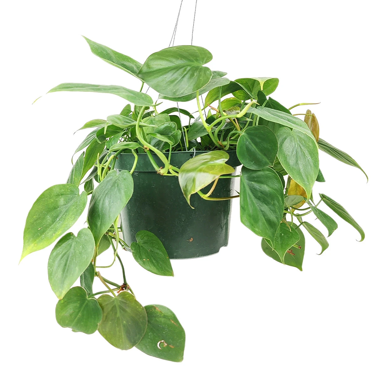 Philodendron Cordatum - Image 3