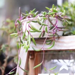 Ruby Necklace Succulent