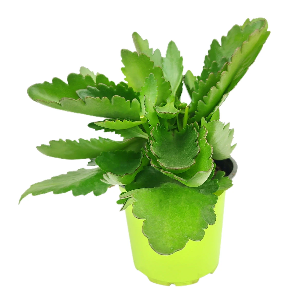 Kalanchoe Blossfeldiana 'Calandiva Yellow' - Image 6