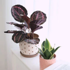 Calathea Dottie