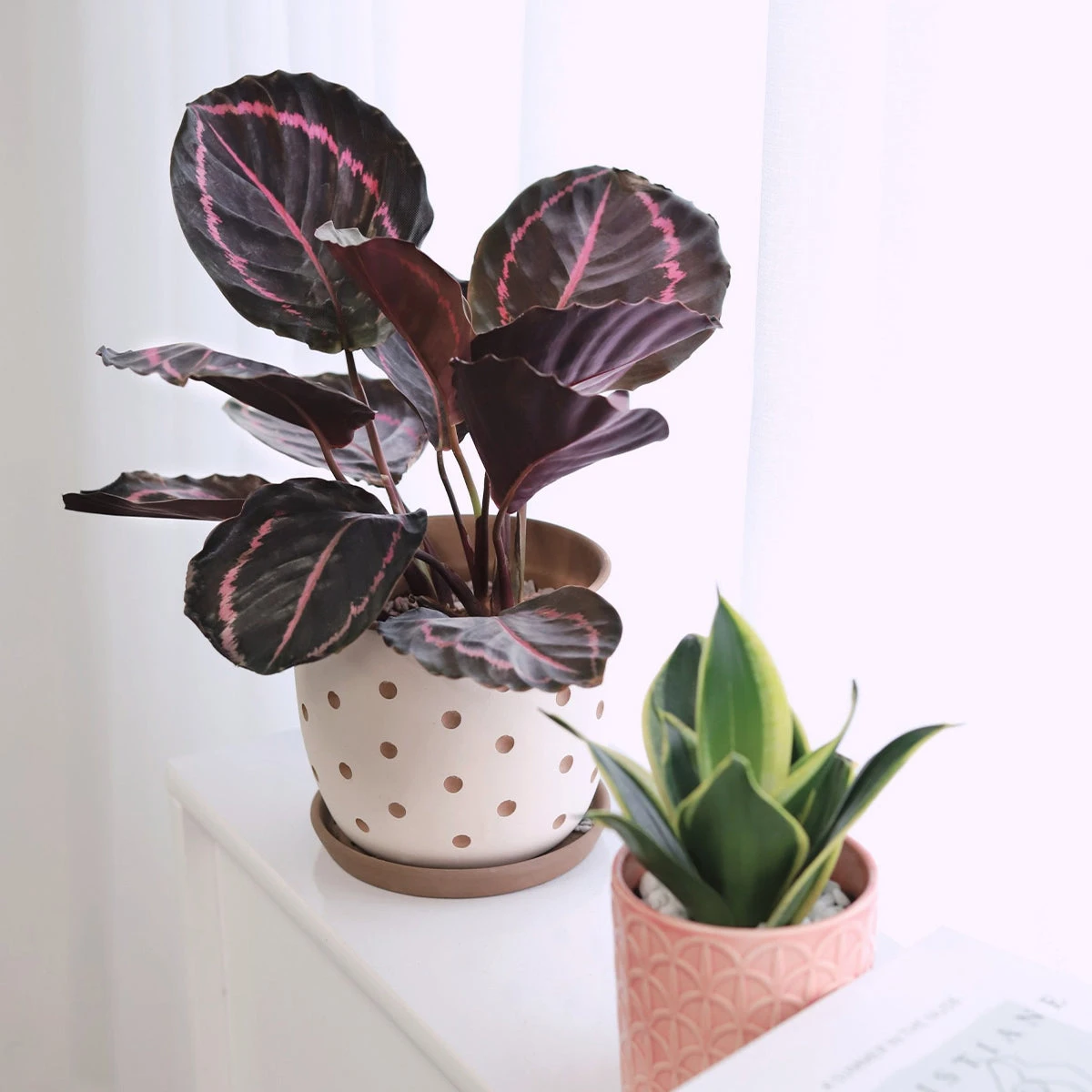 Calathea Dottie