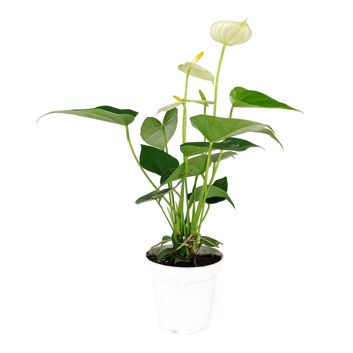 Anthurium White