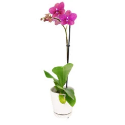 Pink Phalaenopsis Orchid