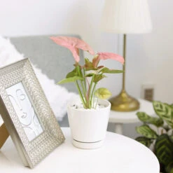 Syngonium Neon Robusta