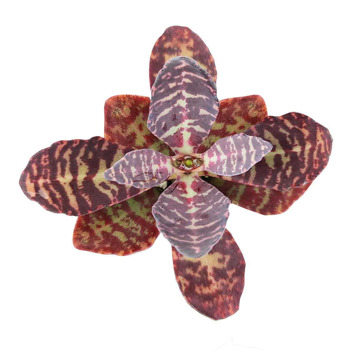 Kalanchoe Humilis "Desert Surprise" - Image 2