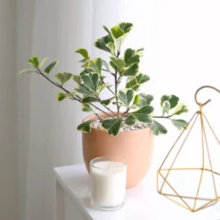 Variegated Ficus Triangularis