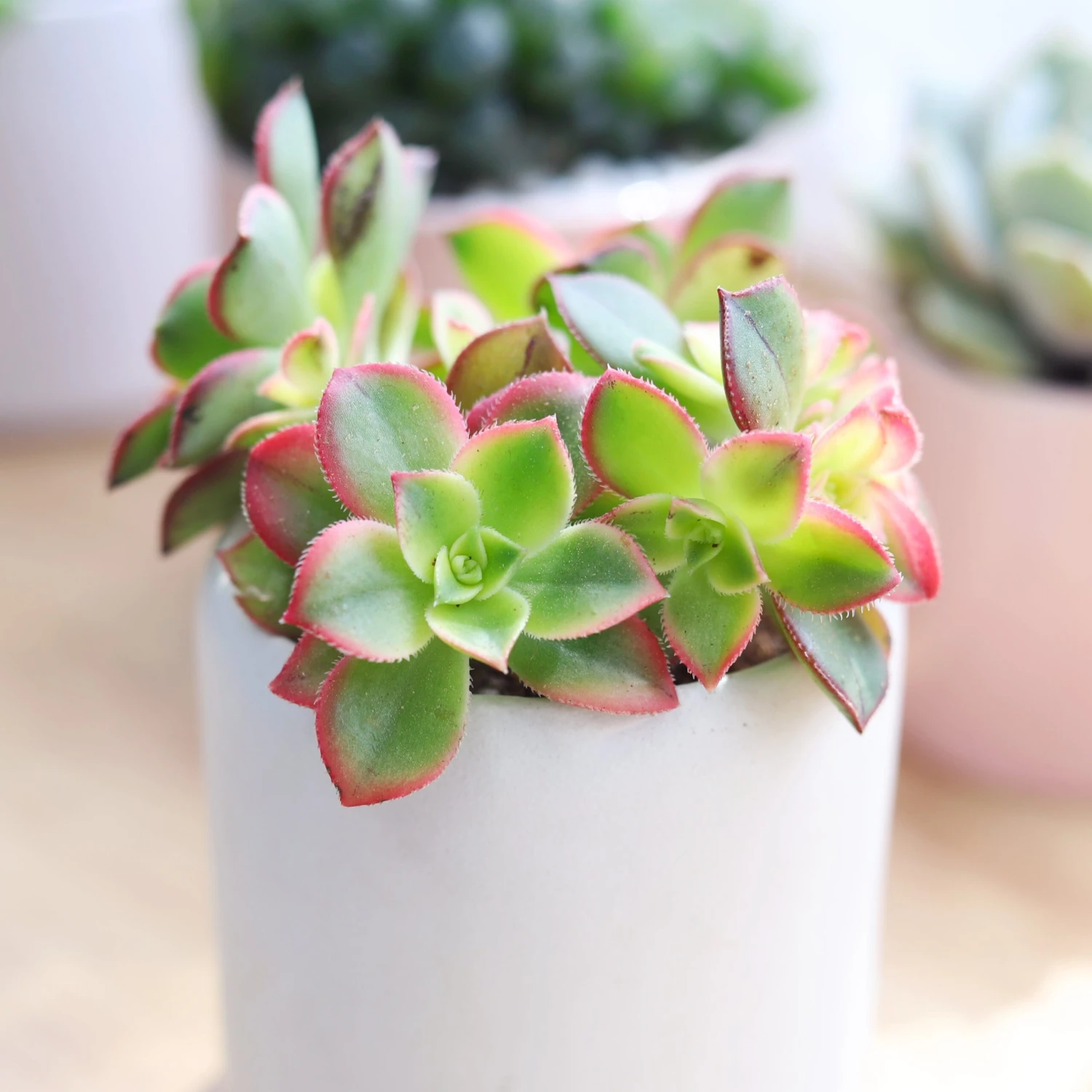 Aeonium Kiwi Haworthii - Image 2