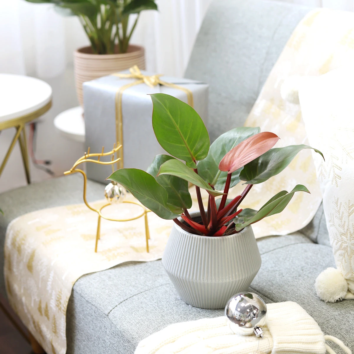 Philodendron Prince Of Orange