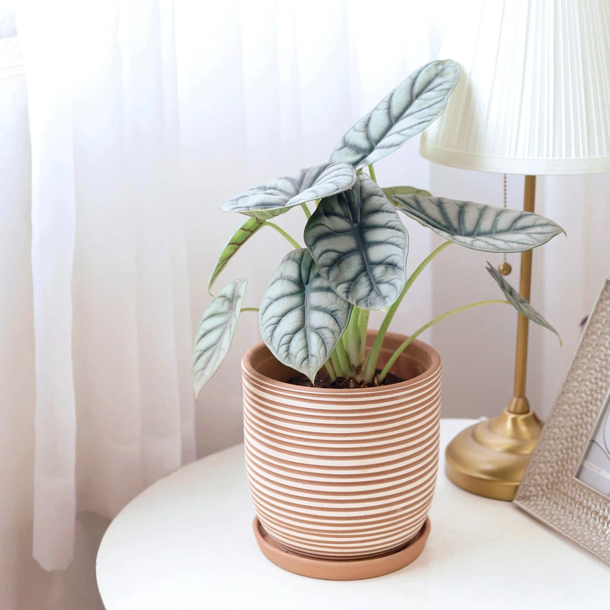 Clay White Stripes Pattern Pot - Image 5