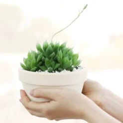 Window Haworthia Succulent