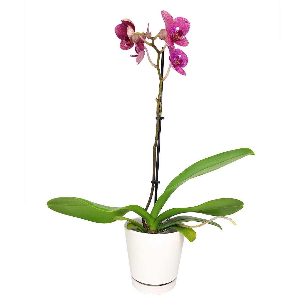Pink Phalaenopsis Orchid - Image 2