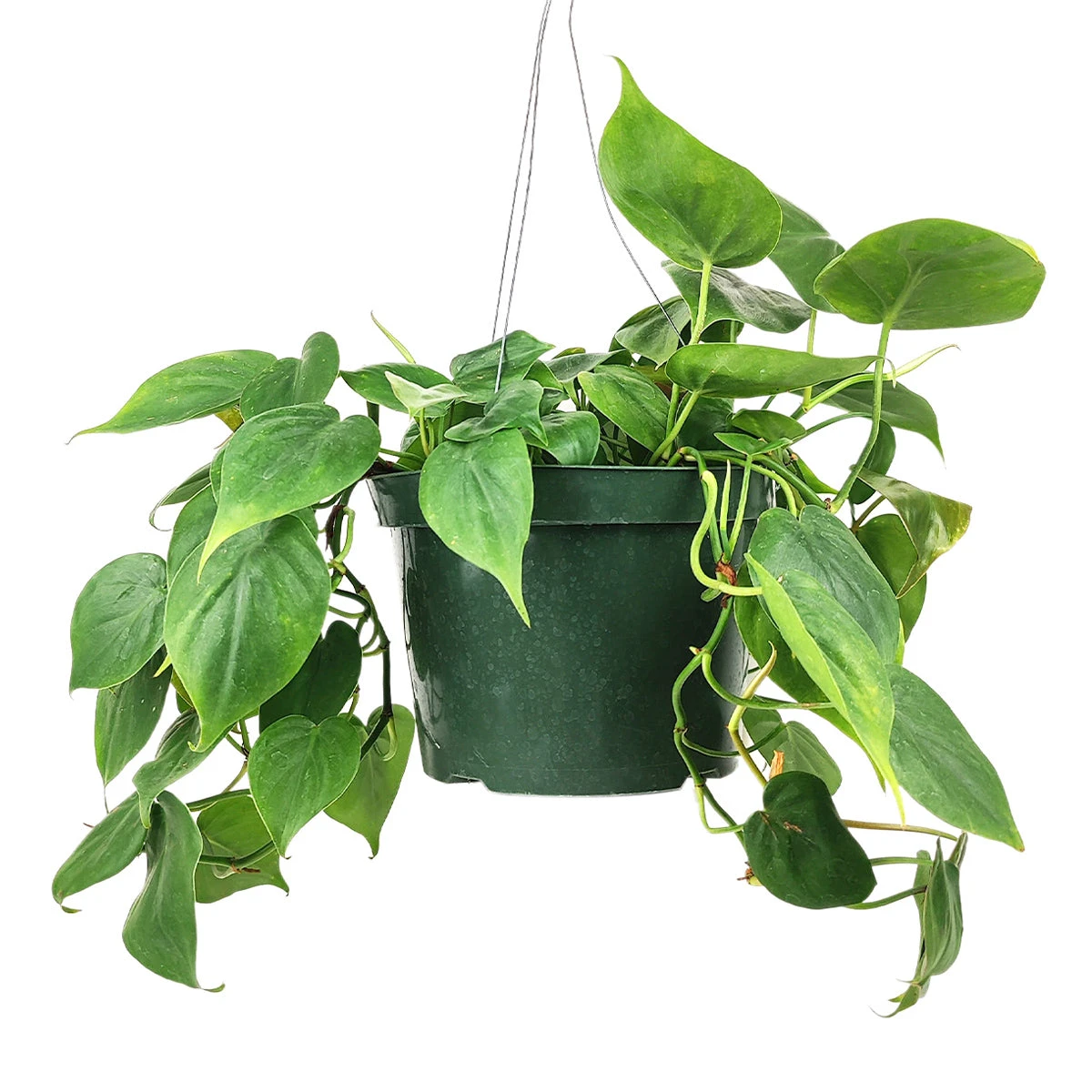 Philodendron Cordatum - Image 8