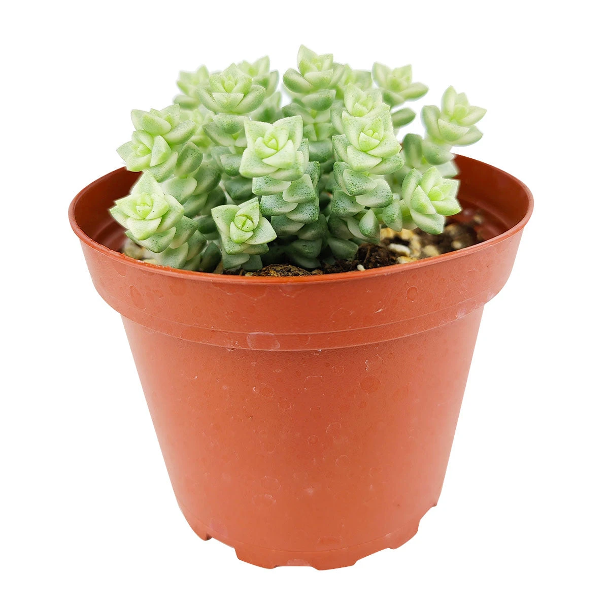 Crassula Pastel 'Variegated Tom Thumb' - Image 3