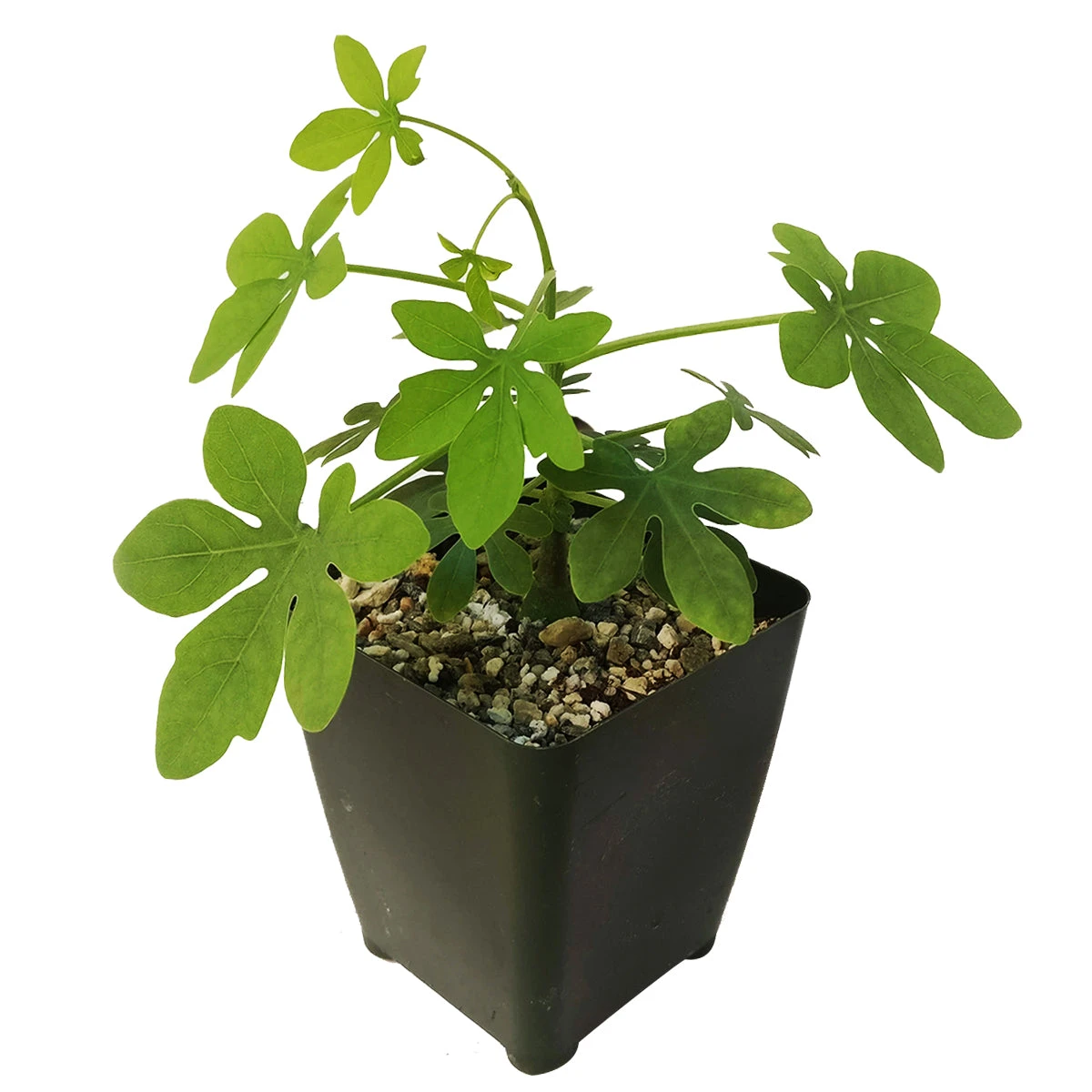 Elephant's Foot Adenia Glauca - Image 2