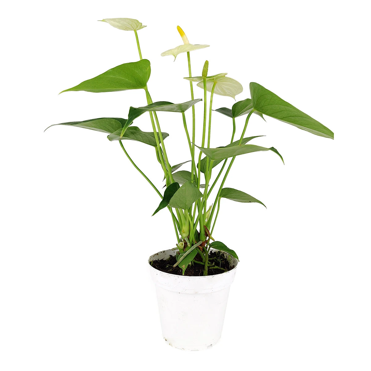 Anthurium White - Image 3