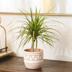 Dracaena Sunray Cane