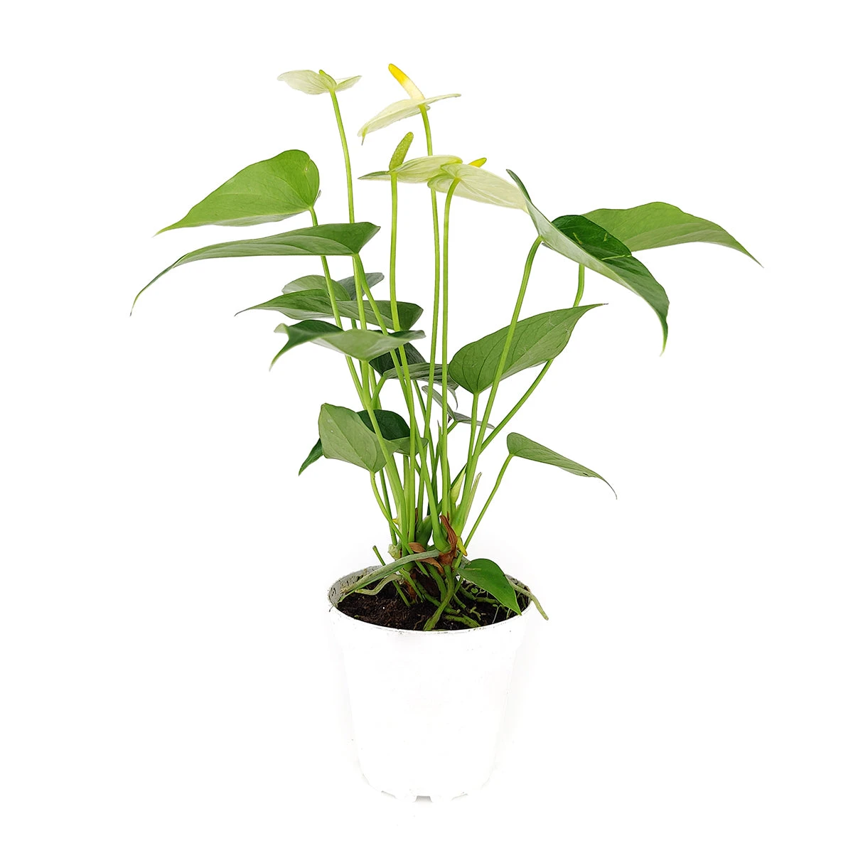 Anthurium White - Image 4