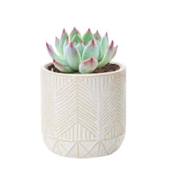 Whitcomb White Ceramic Pot