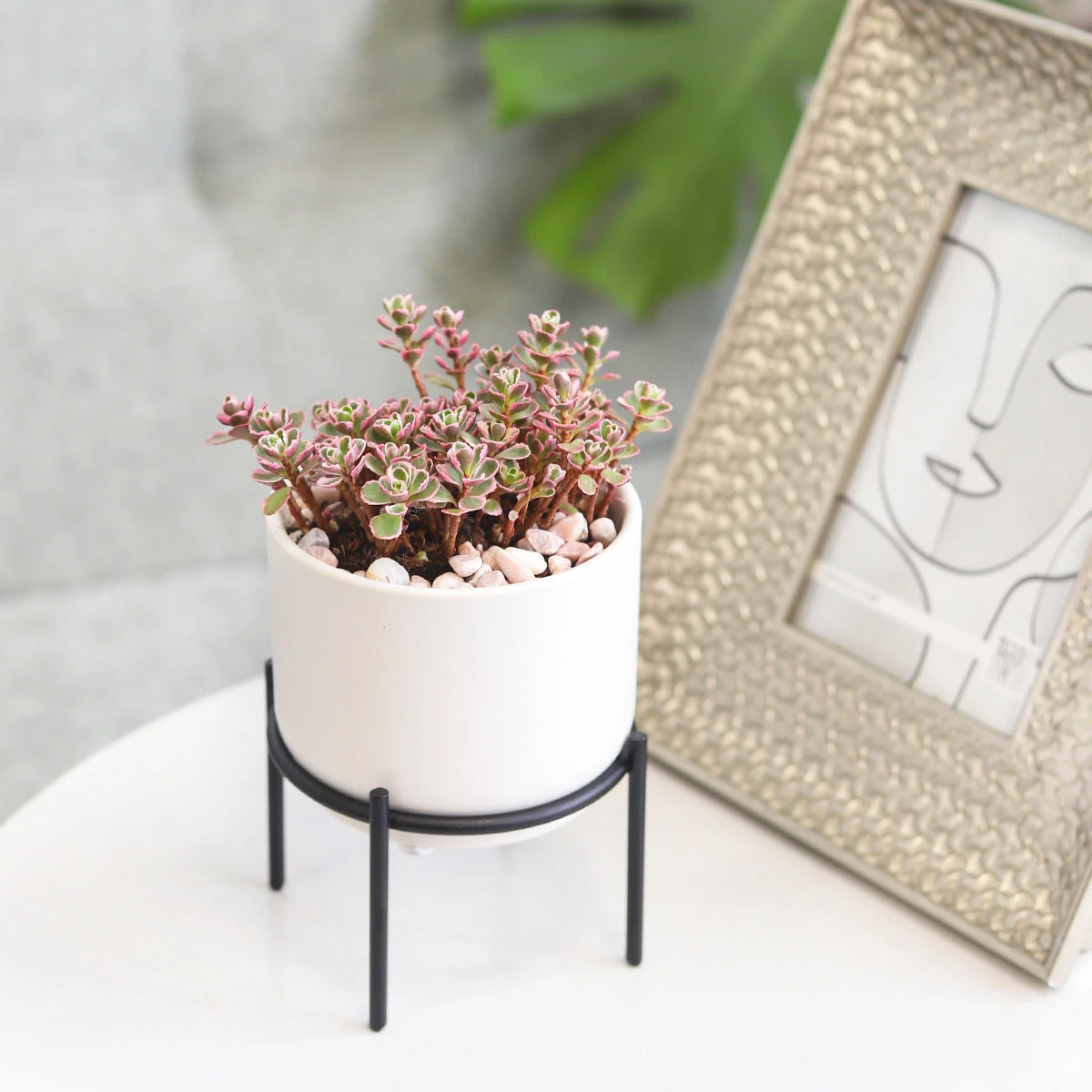 4 Inch Solid White Ceramic Planter With Metal Stand - Image 5