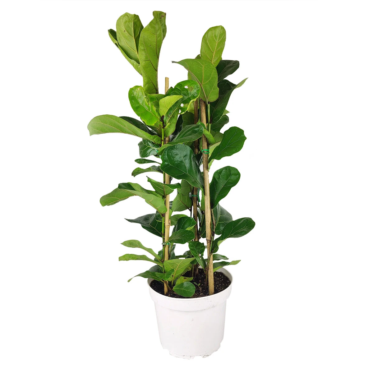 Ficus Lyrata - Image 2