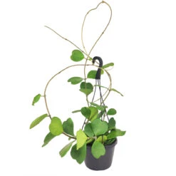 RARE Trailing Hoya Kerrii Heart Large Size