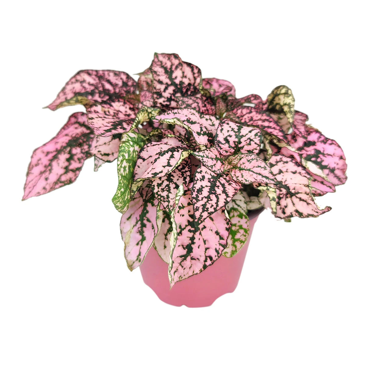 Hypoestes Phyllostachya Pink Splash - Image 13