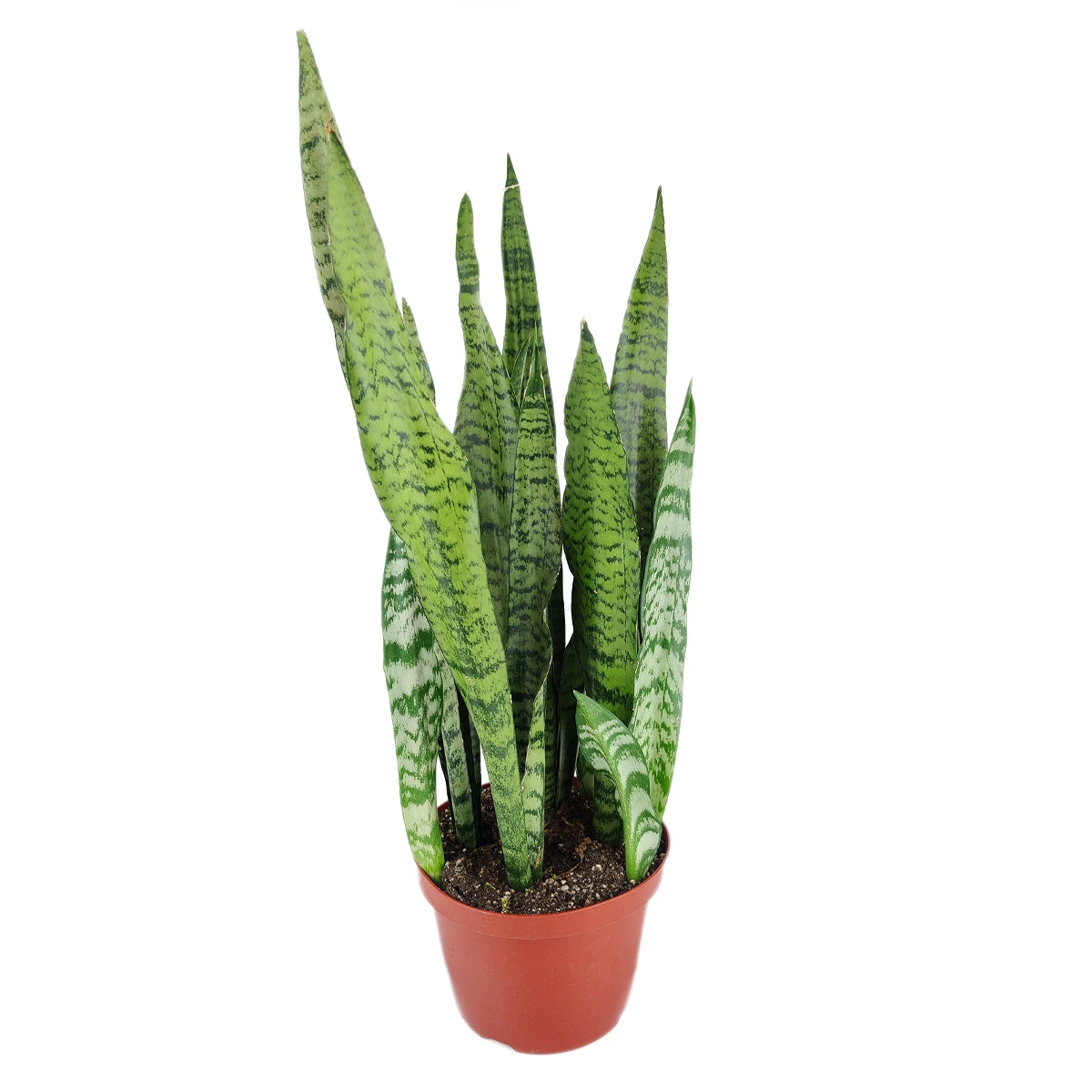 Snake Plant Sansevieria Zeylanica - Image 2