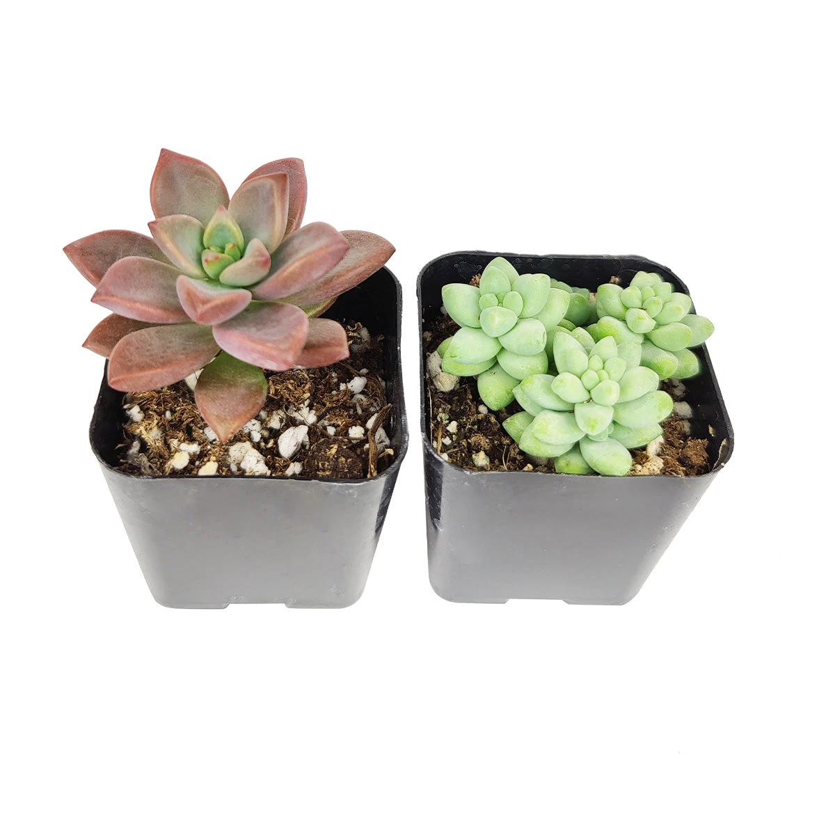 Sedum Succulent Pack - Image 6
