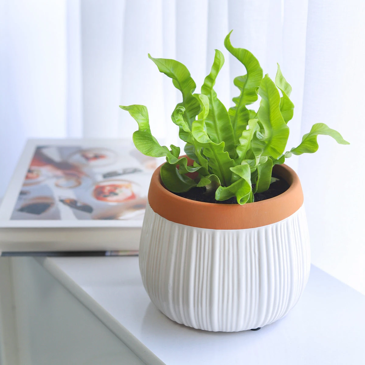 6 Inch White Glazed Striped Ceramic Planter With Terracotta Rim - Image 9