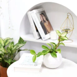 Hoya Krimson Princess