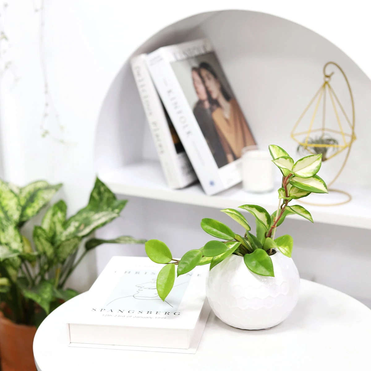 Hoya Krimson Princess