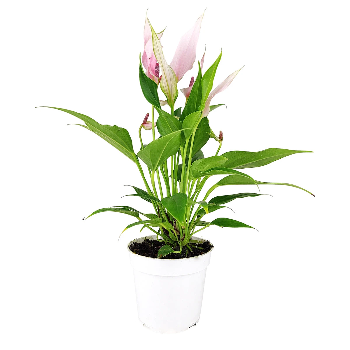 Anthurium Lilli Pink - Image 3