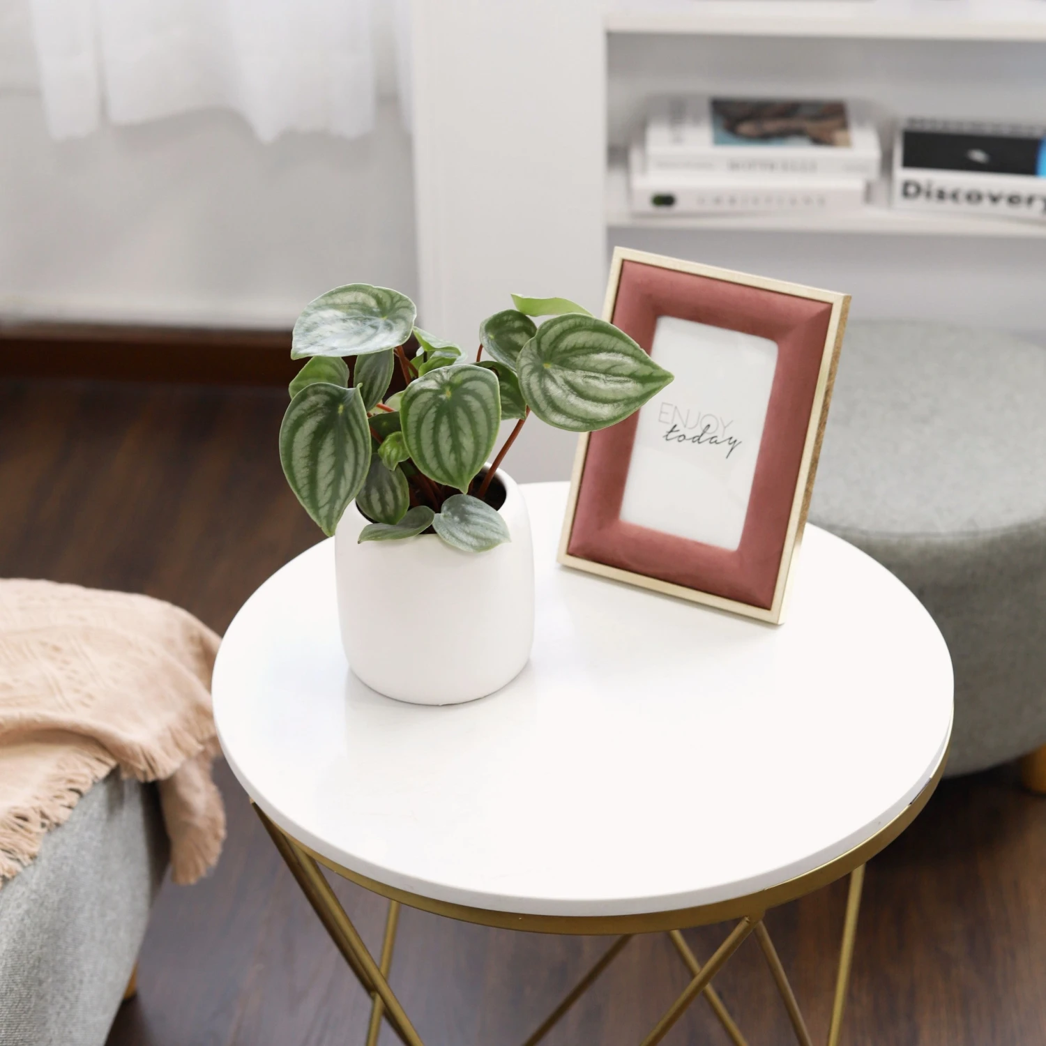 Peperomia Watermelon - Image 2