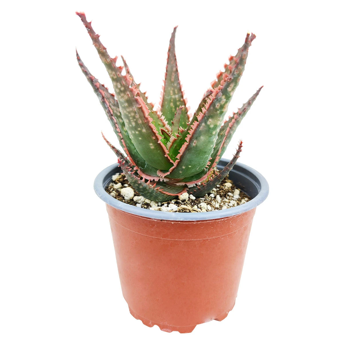 Aloe Coral Fire - Image 5