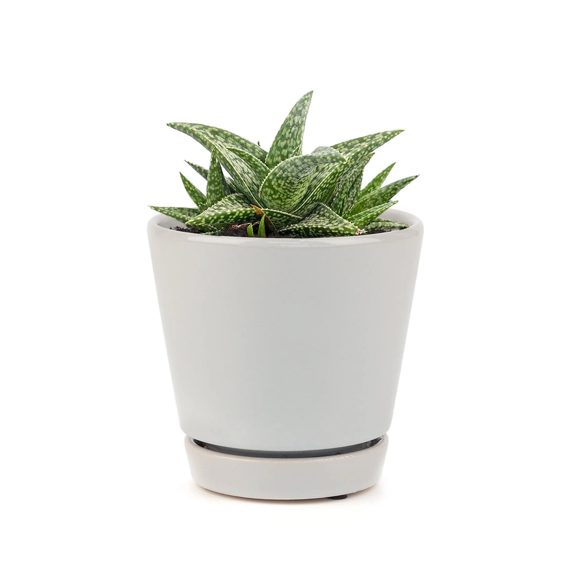 White Fox Aloe Plant - Image 11