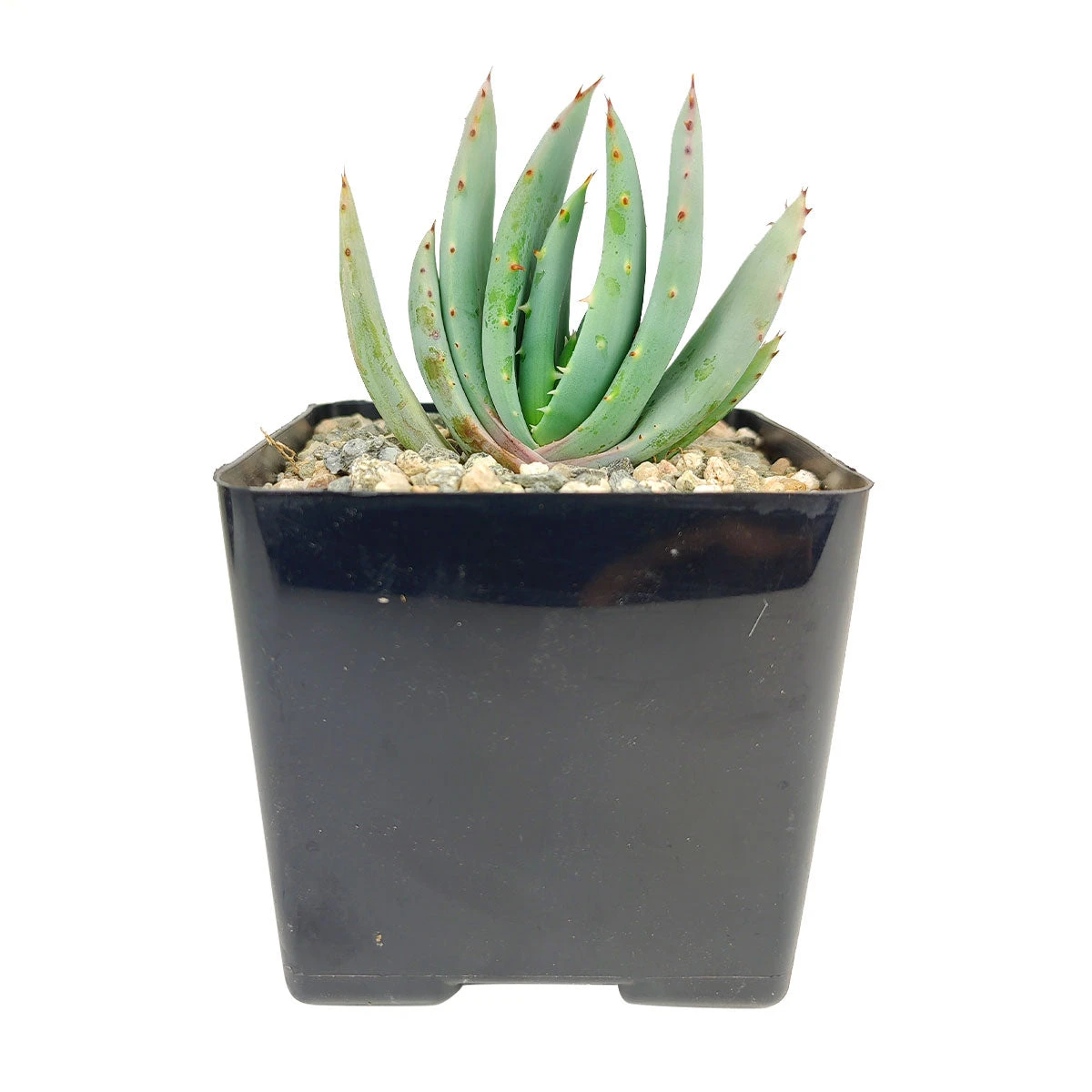 Aloe Peglerae - Image 2