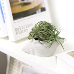 Cement Seashell Air Plant Holder
