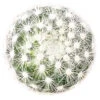 Mammillaria Albiflora Cactus