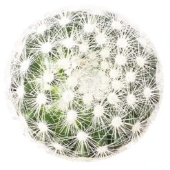 Mammillaria Albiflora Cactus