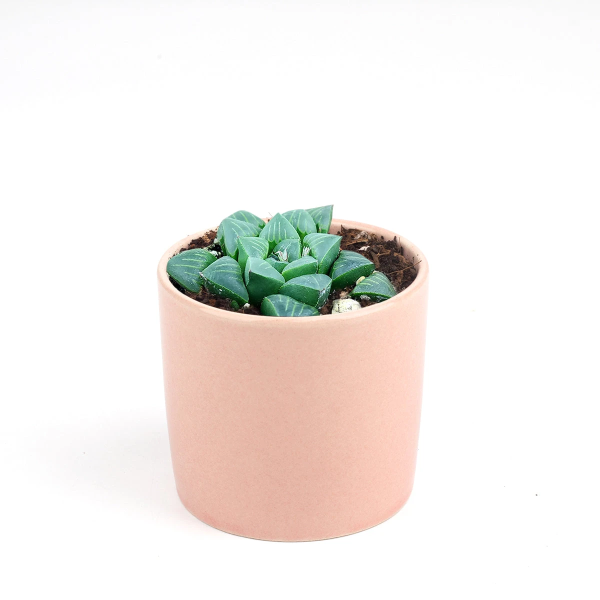 Haworthia Retusa - Image 11