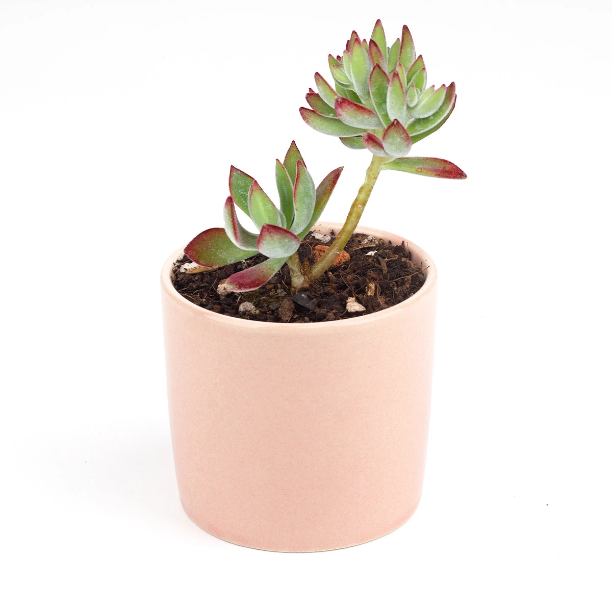 Echeveria Harmsii Ruby Slipper - Image 17