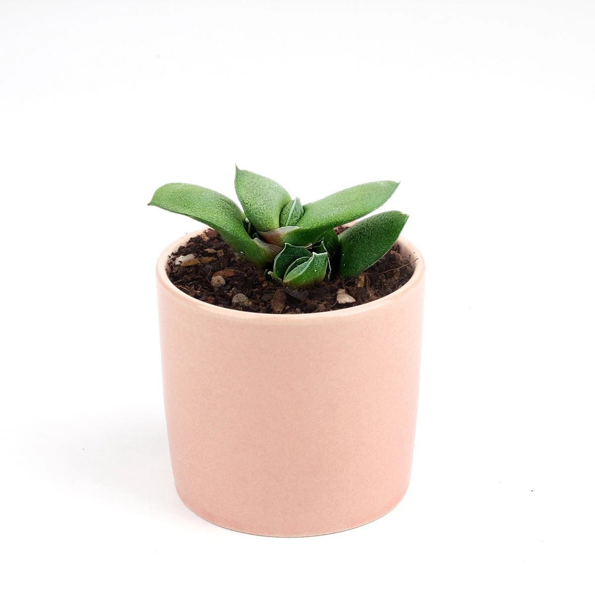 Gasteria Ox Tongue Succulent - Image 6