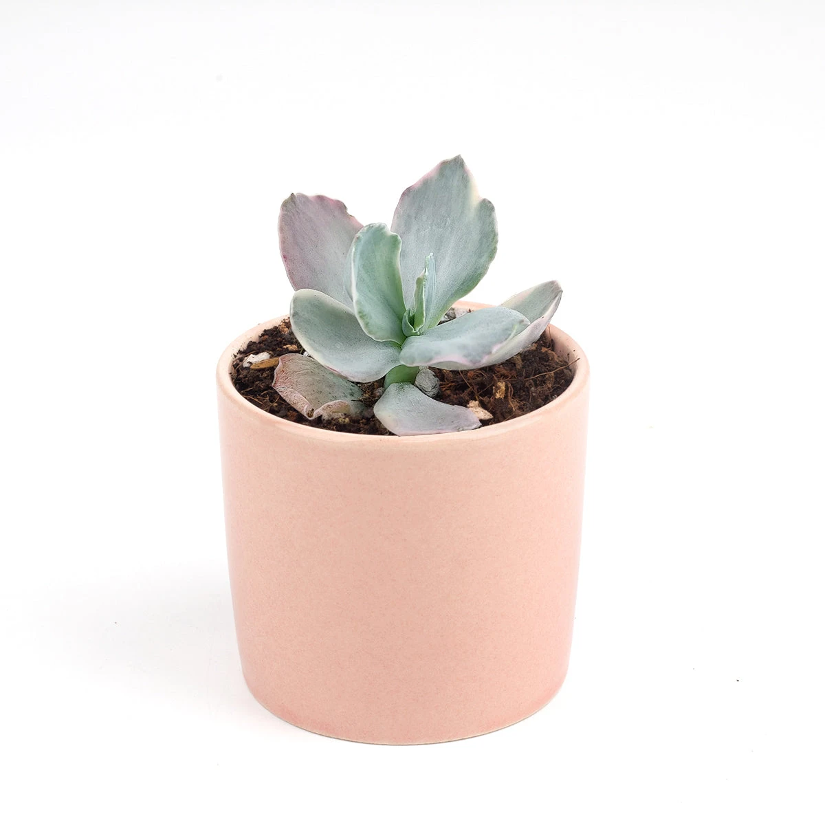 Echeveria Decora Variegated - Image 12